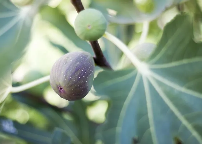 Milan Отель Приморско